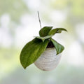 Rooted Hoya Cutting - Hoya quinquenervia Indoor Plant - Easy Care Houseplant - Live Propagation for Home Decor