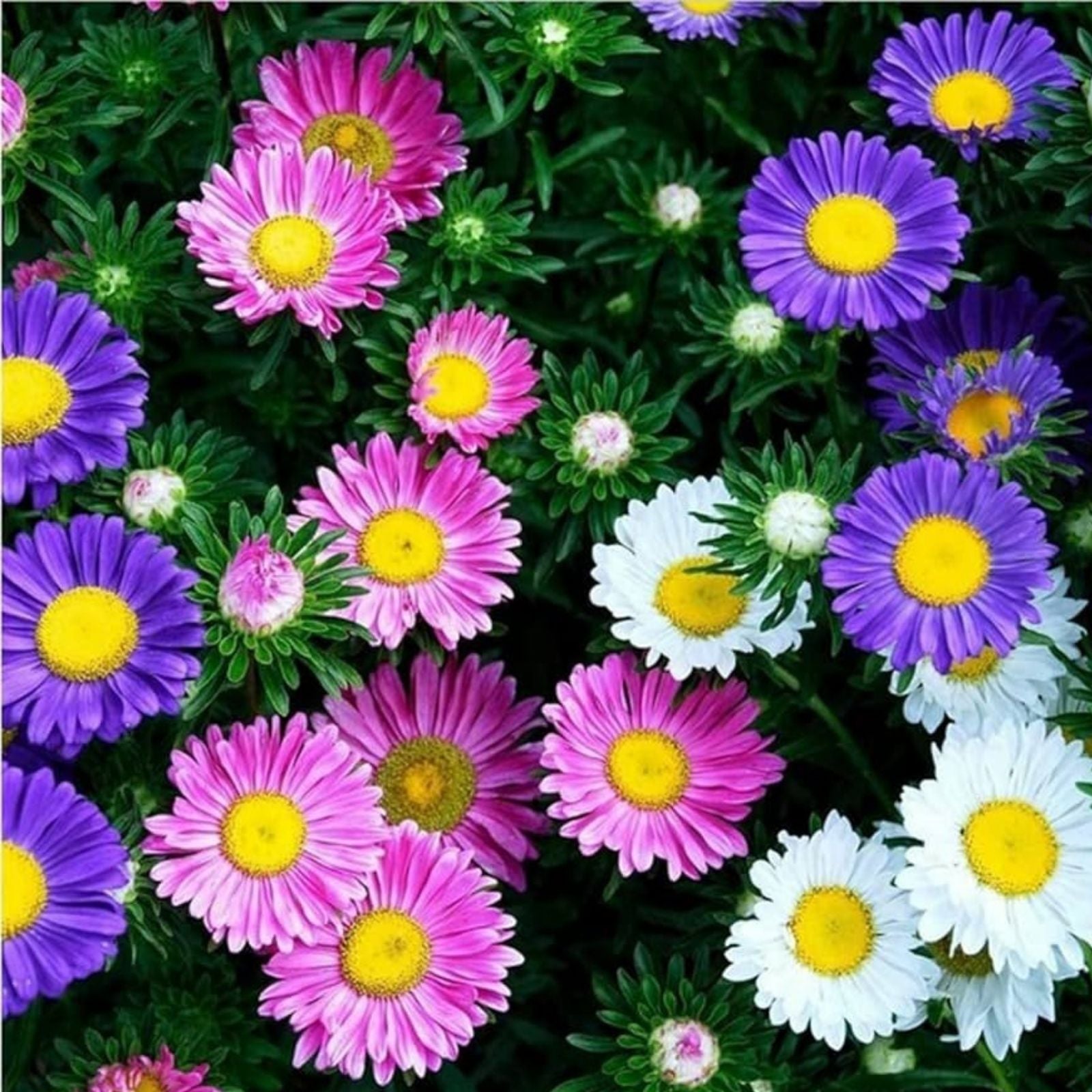 Aster Flower Seeds 100 Pack – Annual Garden Cut Flower Seeds – Aster spp. – Fast Growing, Bright Blooms