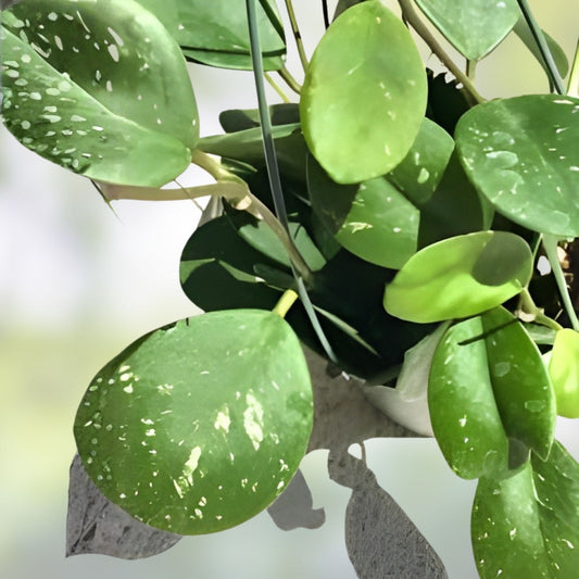 Hoya obovata Variegated Splash Cutting Indoor Houseplant Live Propagation 1 Node - Fast Growing