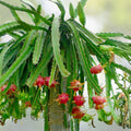 Dragon Fruit Cuttings 8-12in Hylocereus Edible Cactus Plant Propagation Live Starter Plant