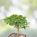 Parrot's Beak Plant Gmelina philippensis Pre-Bonsai Indoor Bonsai Tree Fat Trunk Live Plant