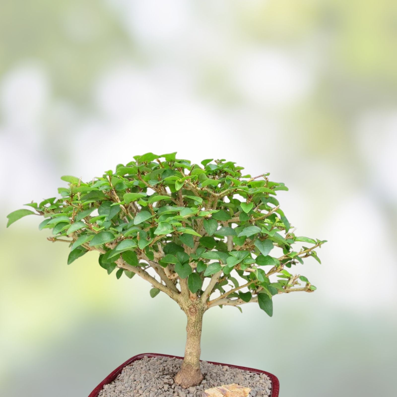 Parrot's Beak Plant Gmelina philippensis Pre-Bonsai Indoor Bonsai Tree Fat Trunk Live Plant