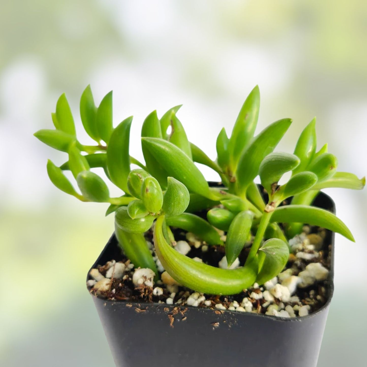 String of Bananas Succulent Plant, Trailing Greenery, Indoor Houseplant, Senecio Radicans, Easy Care Live Plant, Starter Plant