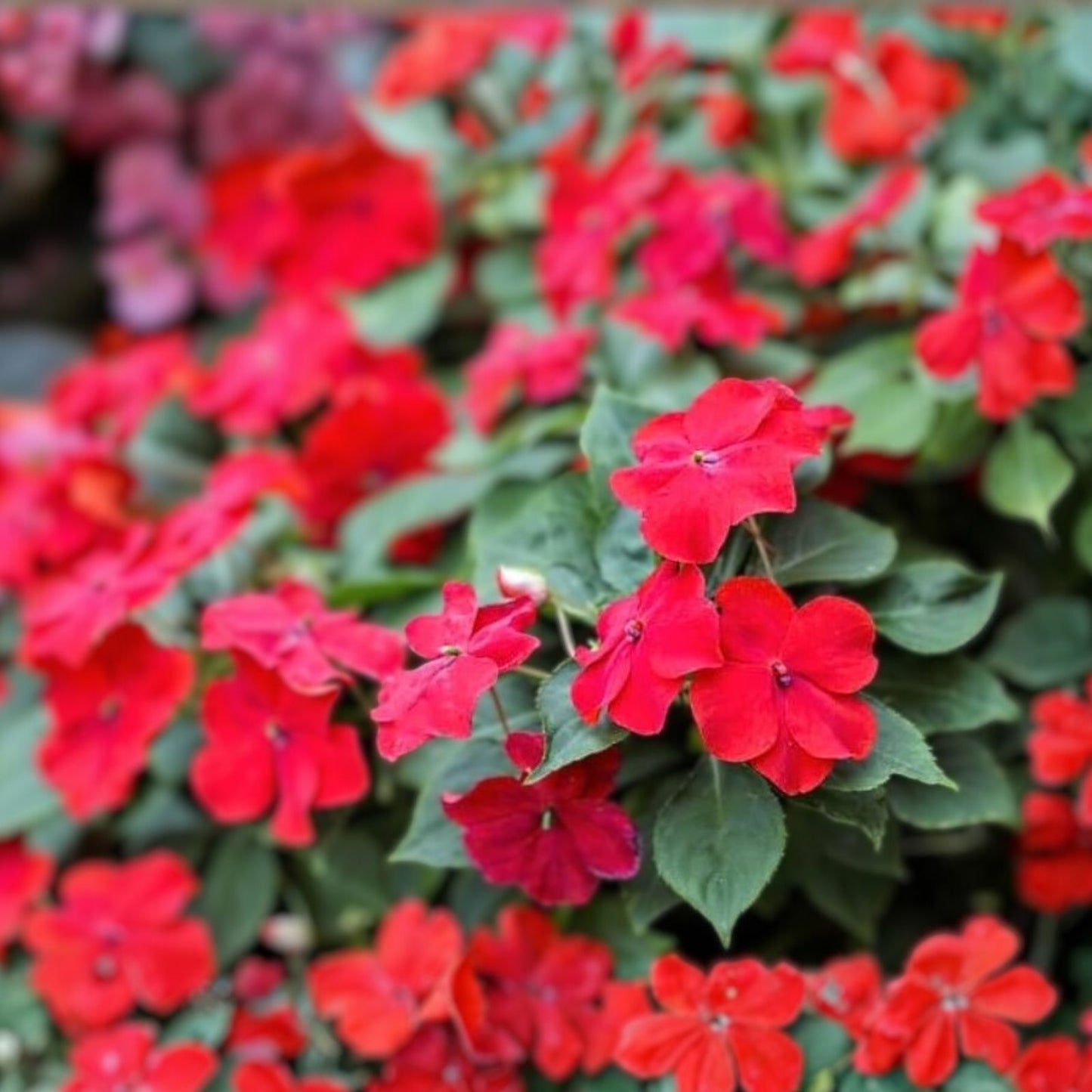 Impatiens Seeds 500 Count Scarlet Sun & Shade Walleriana Non-GMO Flower Seeds for Garden, Houseplant, or Starter Plant