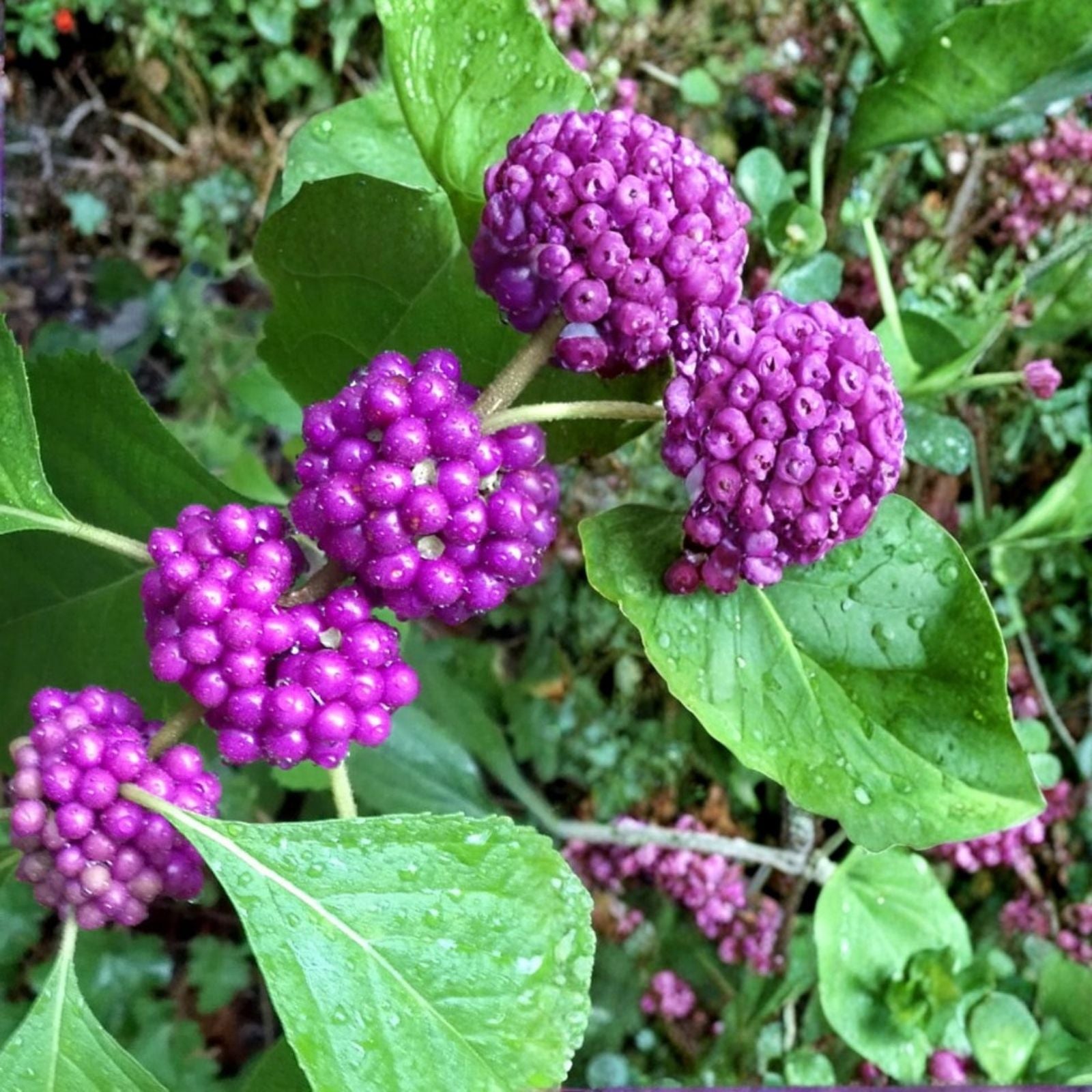 American Beautyberry Live Plant 5-Pack, Callicarpa americana, 10-12" Tall, Edible Purple Berries, Drought Tolerant, Deer Resistant