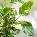 Giant Golden Hawaiian Pothos Plant Epipremnum aureum Indoor Houseplant Vibrant Yellow Variegation