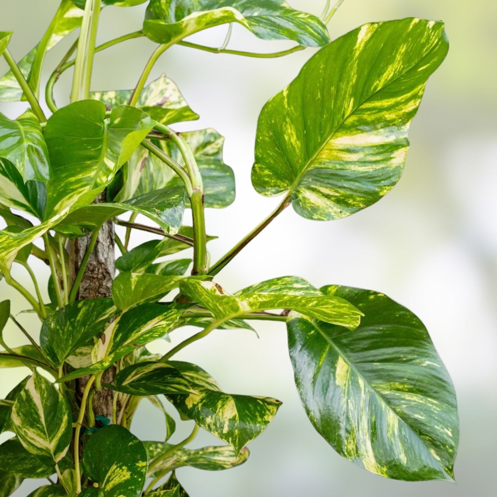 Giant Golden Hawaiian Pothos Plant Epipremnum aureum Indoor Houseplant Vibrant Yellow Variegation