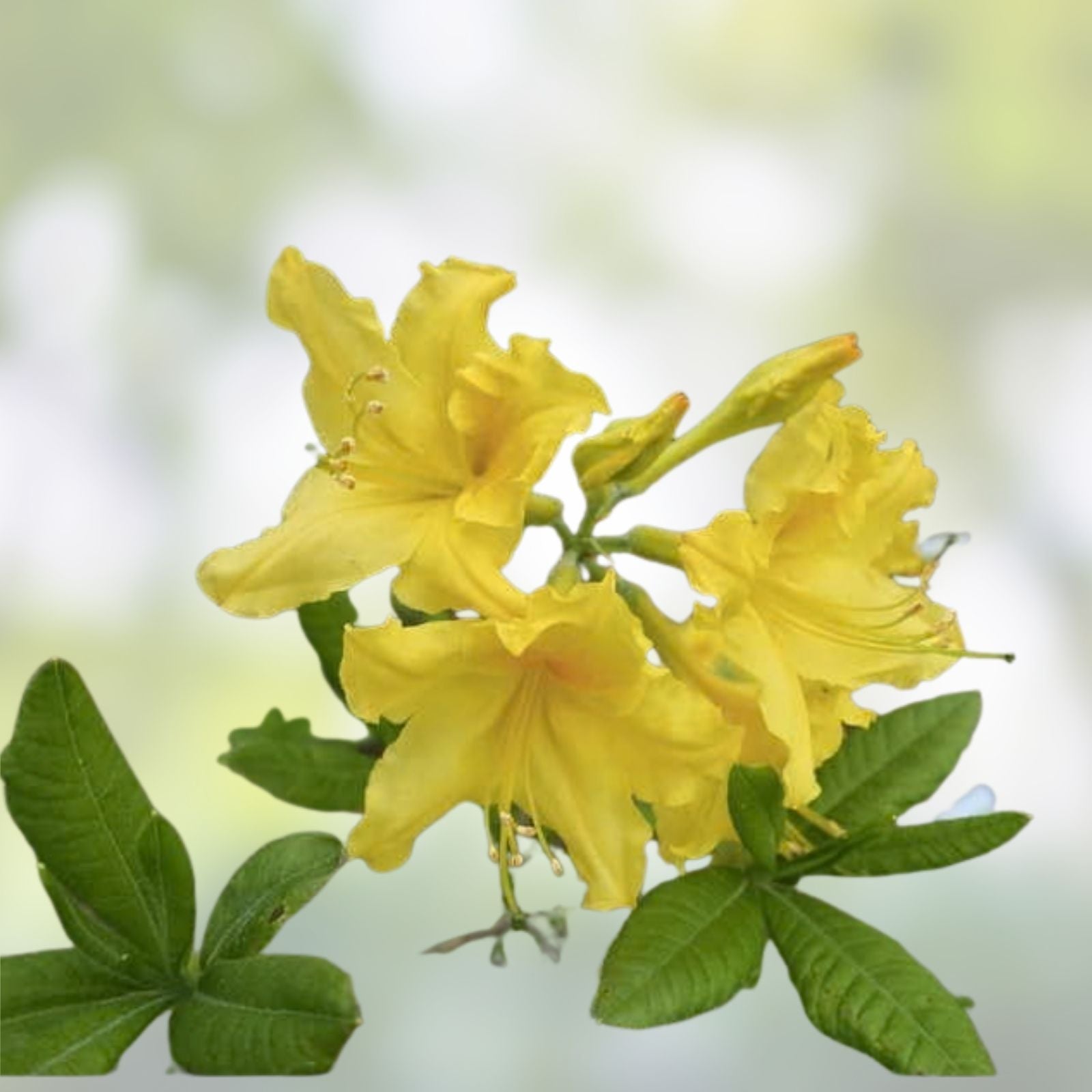 Aromi Azalea Lemon Lights Starter Plant, Rhododendron Hybrid, Yellow Blooms, Garden Shrub, Live Non-GMO Plant