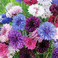 Bachelor Button Seeds 500 Count Tall Mix Bright Blooms Centaurea cyanus Flower Seeds for Garden Wildflower Cut Flowers