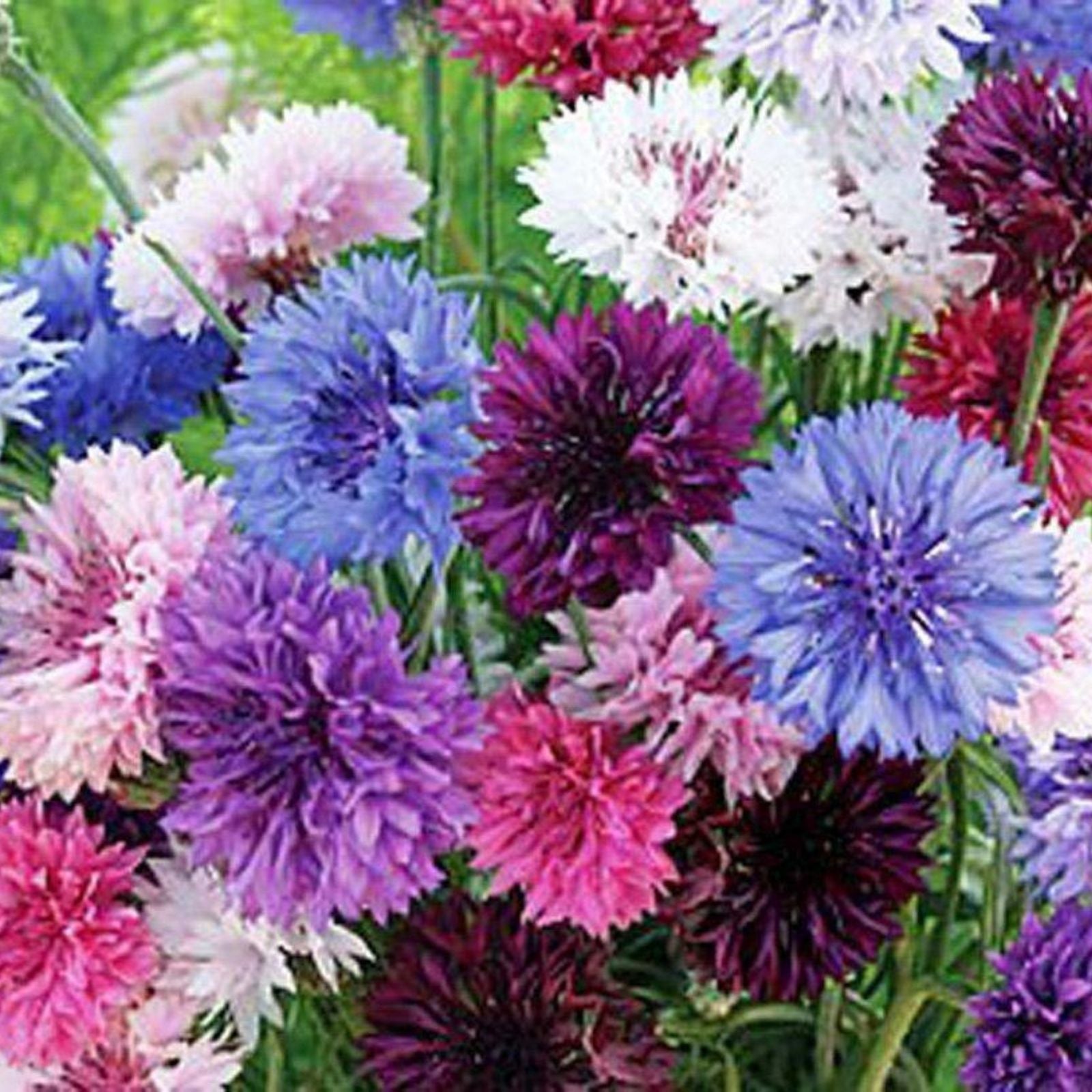 Bachelor Button Seeds 500 Count Tall Mix Bright Blooms Centaurea cyanus Flower Seeds for Garden Wildflower Cut Flowers