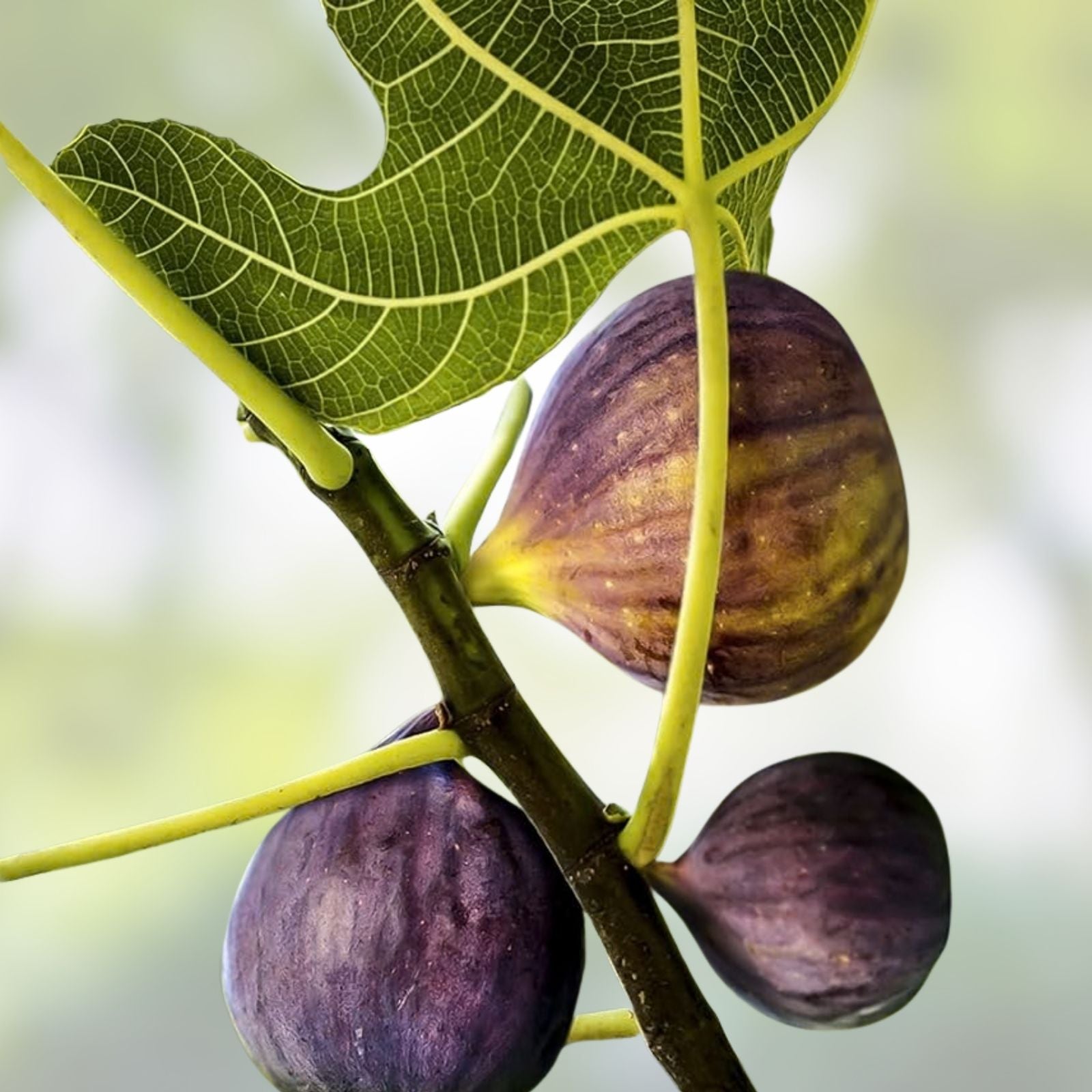 Fig Tree Live Plant 15” Edible Fruit Tree Ficus carica Ready to Plant No Pot Fast Growing