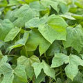Tree Spinach Cuttings - Edible Chaya Mayan Spinach - High Nutritional Value - Cnidoscolus aconitifolius - Fresh Stock