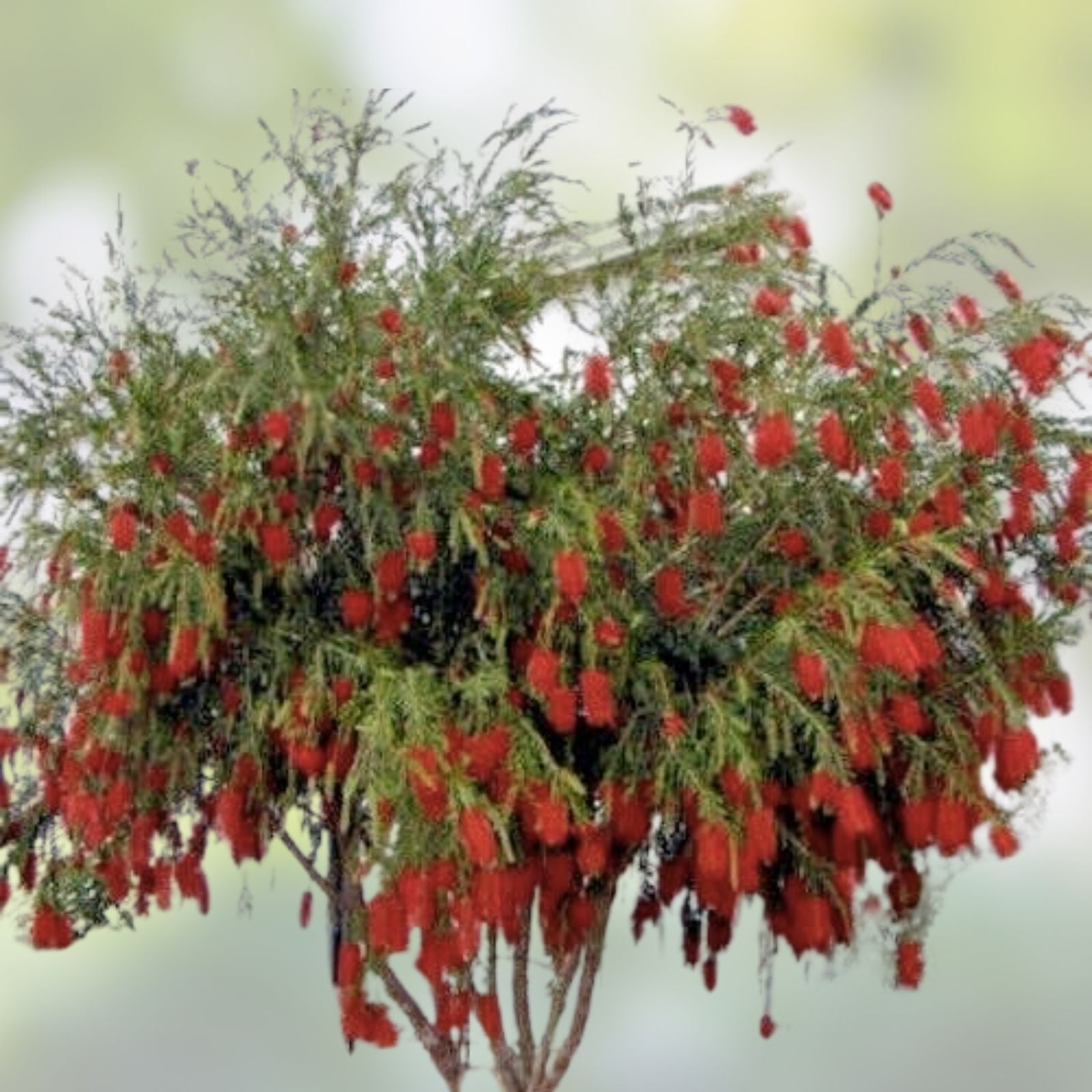 Weeping Bottle Brush Seeds, Red Flower, Garden Planting, Callistemon viminalis, Live Plant, Cutting, Bare Root, Starter Plant