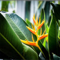 Gold Heliconia Seeds 10 Pack Champneana Variety Tropical Garden Landscape Plant - Ornamental Flower Seeds