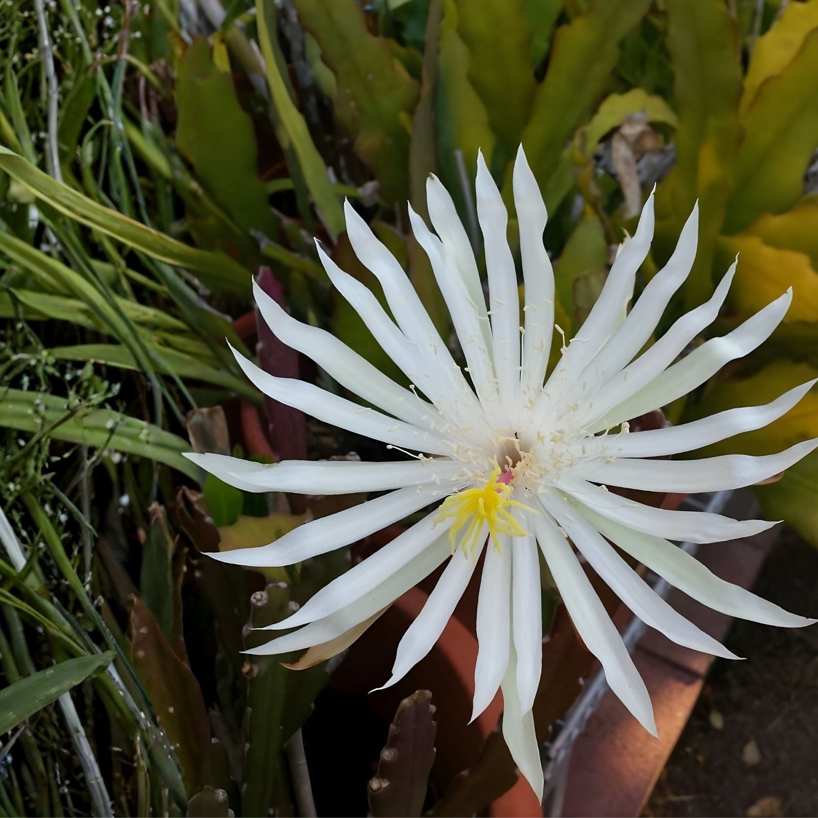 Epiphyllum Orchid Cactus Cuttings 7-8" Hookeri Strictum Live Plant Houseplant Propagation