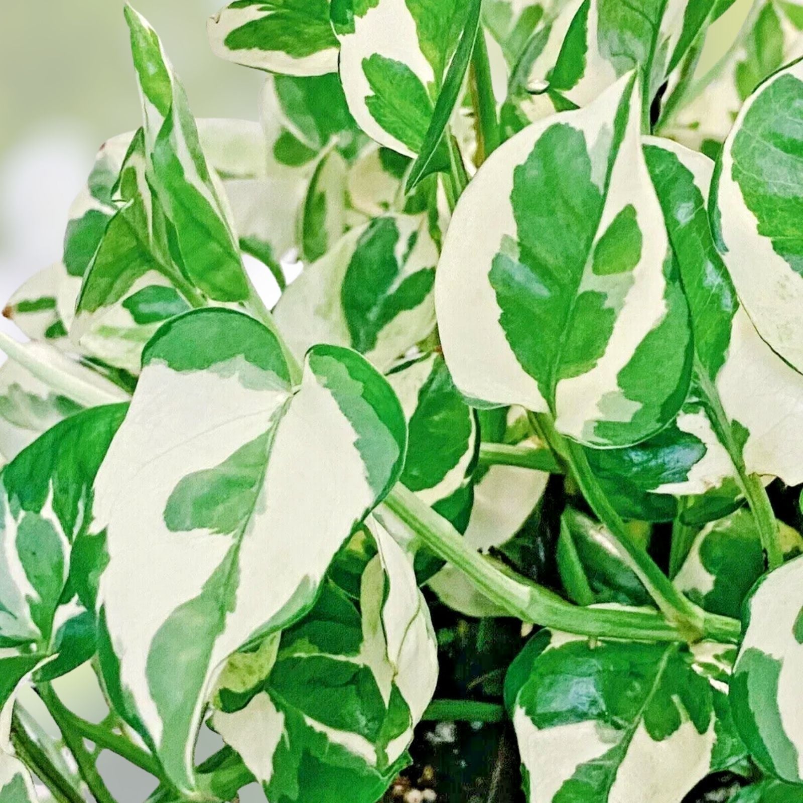 Pothos Cuttings 3 Pearls and Jade Variegated Devil’s Ivy Indoor House Plant Epipremnum aureum