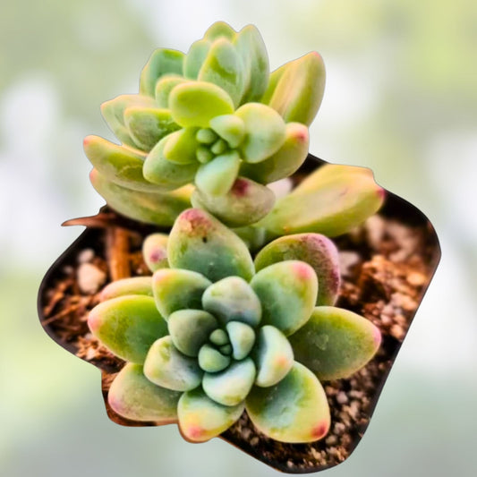 Live Sedum Clavatum Succulent Plant 2-inch Pot, Indoor Greenery, Easy Care Houseplant, Live Succulent, Starter Plant