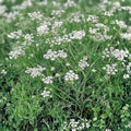 Caraway Herb Seeds 20+ Culinary Spice for Cooking Baking Carum carvi Kitchen Herb Plant Starter