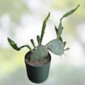 Weberocereus bradei Cactus Rare Succulent Live Plant Cutting W2 Lot Seldom Offered Cactaceae Houseplant