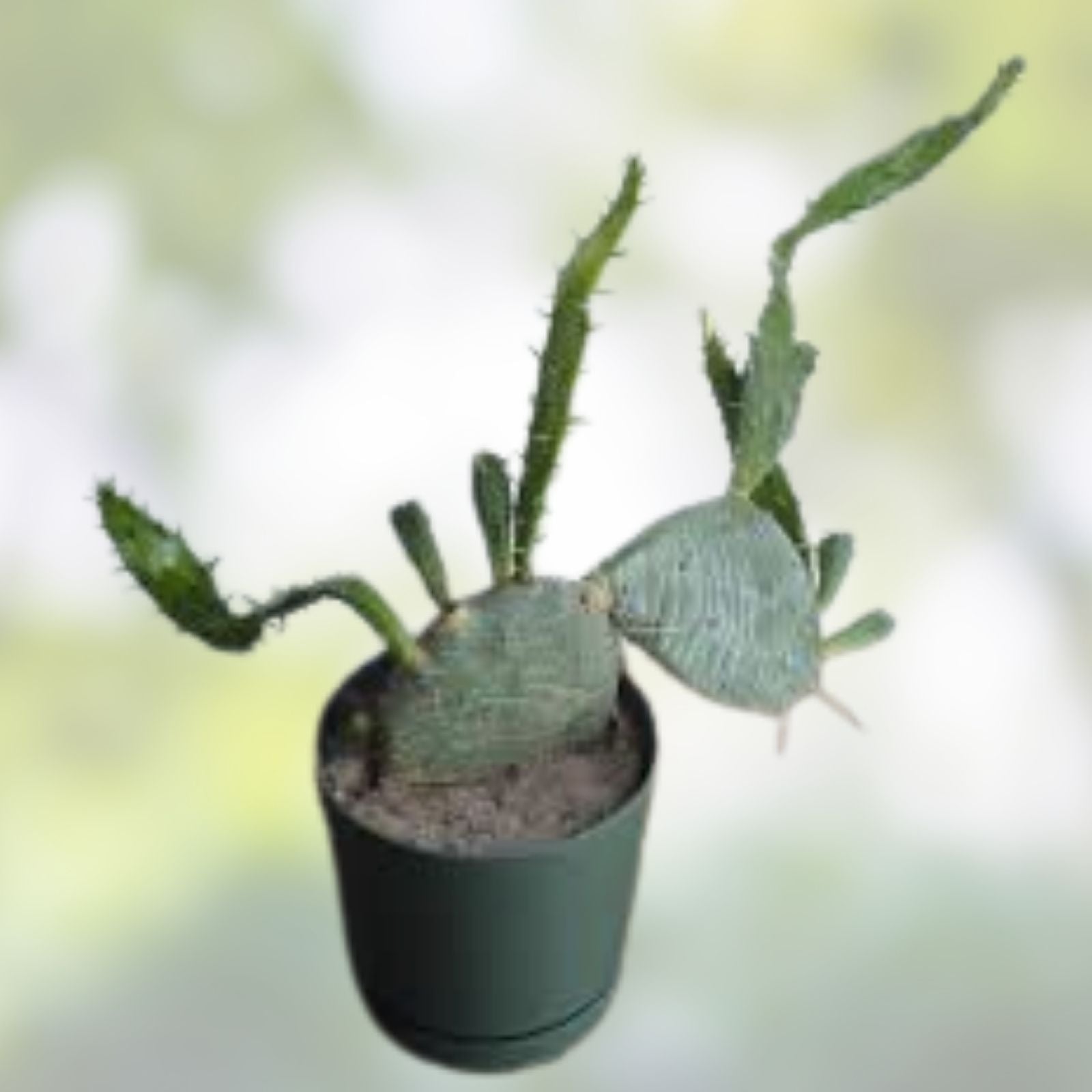 Weberocereus bradei Cactus Rare Succulent Live Plant Cutting W2 Lot Seldom Offered Cactaceae Houseplant