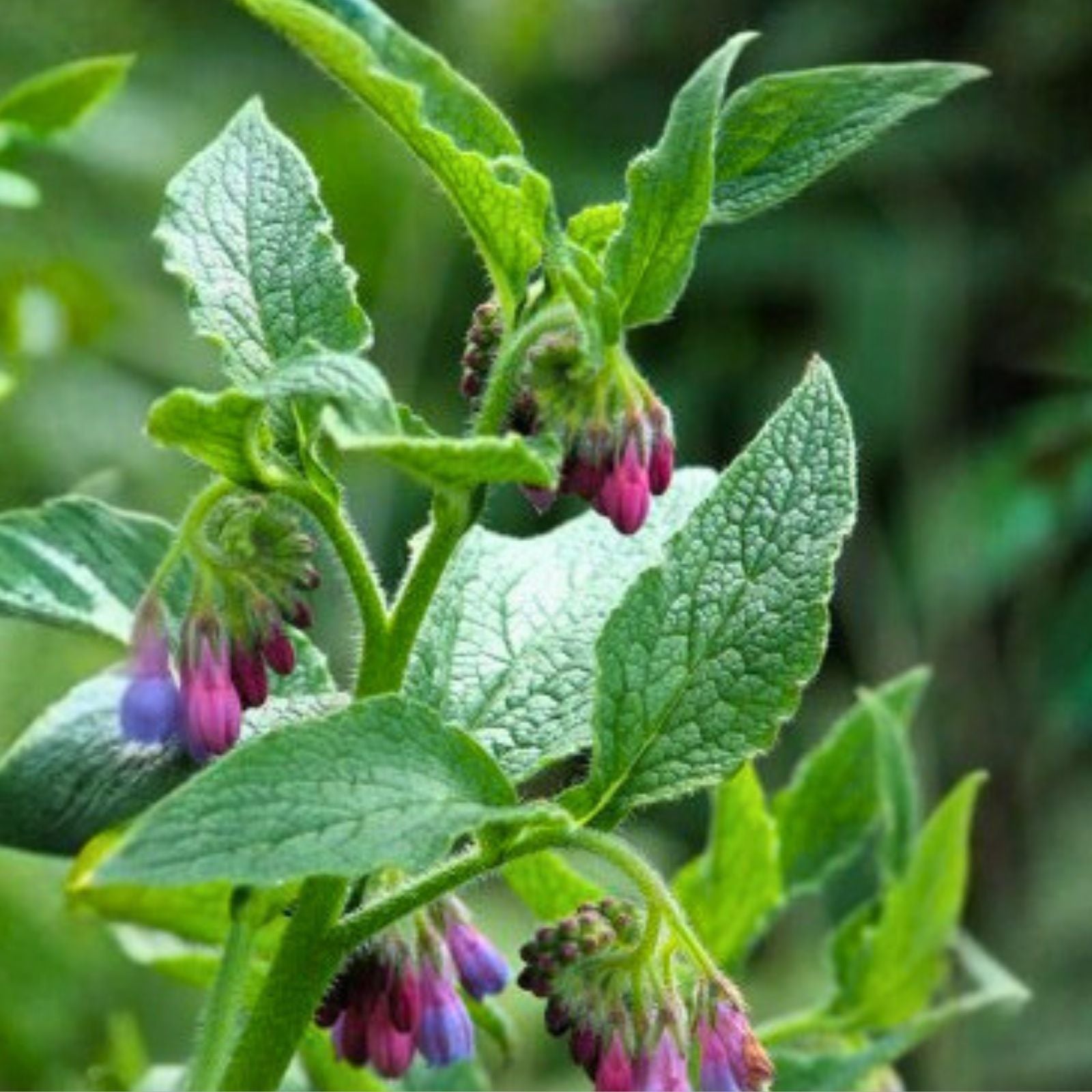 Comfrey Root Cutting Bocking 4 Symphytum x uplandicum Herbal Plant for Gardening Medicinal Use