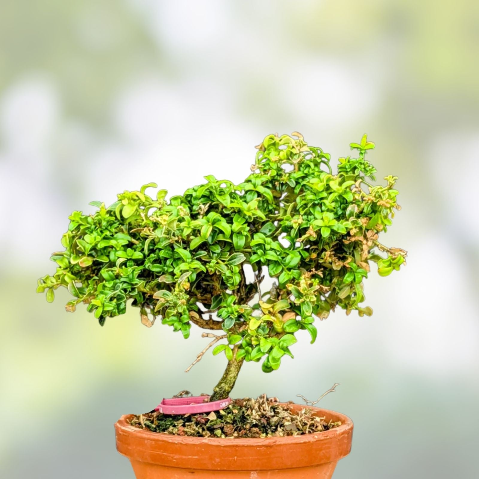 Kingsville Boxwood Bonsai Tree, Buxus microphylla var. japonica, 8-10 Year Live Indoor Outdoor Starter Plant