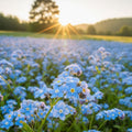Five Spot Flower Seeds 500 Count – Blue and White Blooms – Nemophila Maculata – Wildflower Seeds for Garden, Landscaping, and Pollinator Gardens