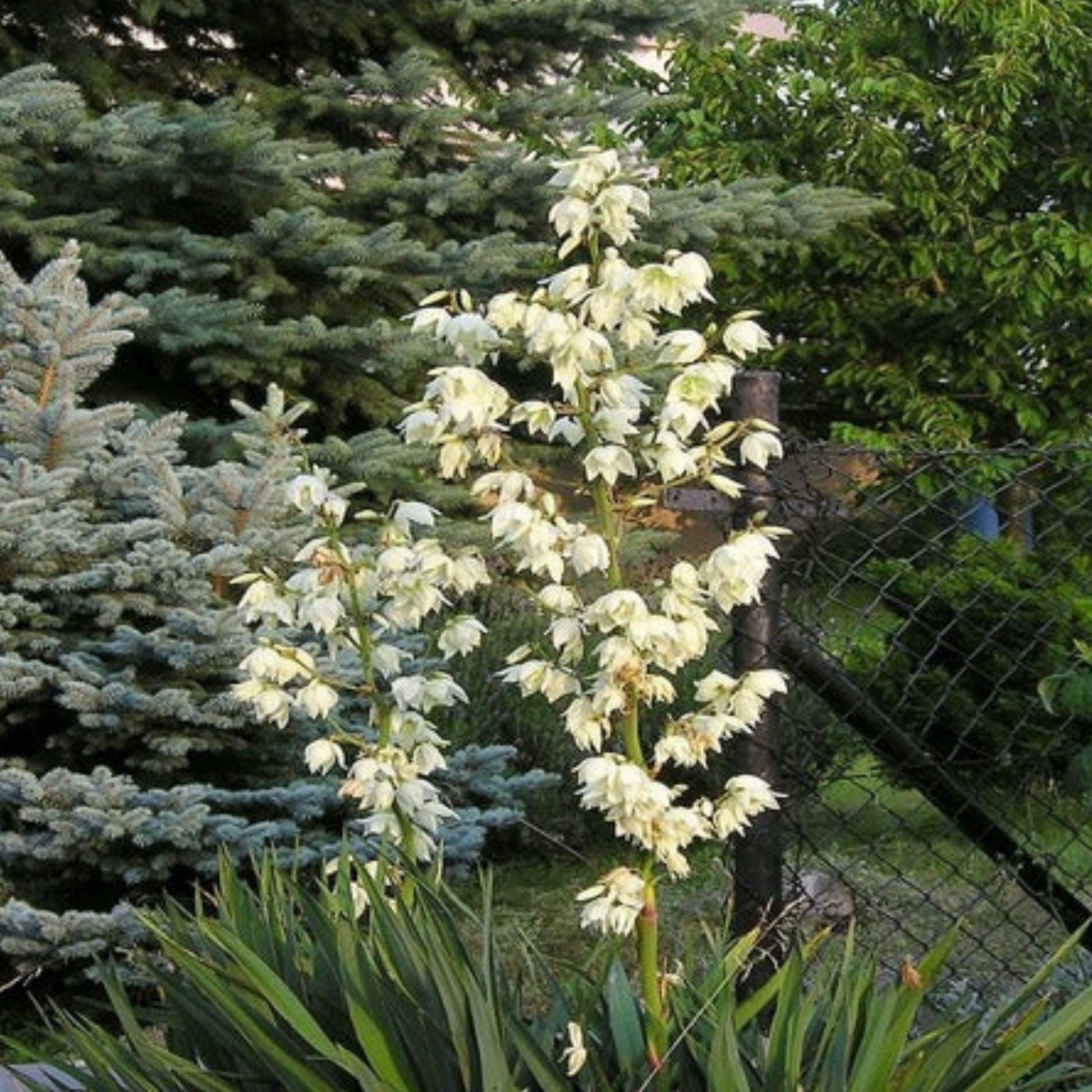 Yucca filamentosa Adam's Needle Bare Root Plant 12" Indoor Outdoor Garden Houseplant Live Cutting