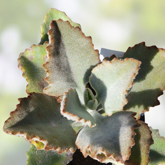Kalanchoe Beharensis Cutting Succulent Plant Bare Root | Easy Propagation Houseplant | Live Starter Plant