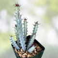 Euphorbia Greenwayi Medusoid Succulent Plant – 3-Year Branched Spurge with Unique Green Foliage – Rare Indoor Plant