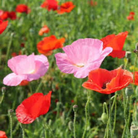 Organic Poppy Mix Seeds 200 Count Non-GMO Heirloom Flower Seeds for Garden, Planting, and Landscaping