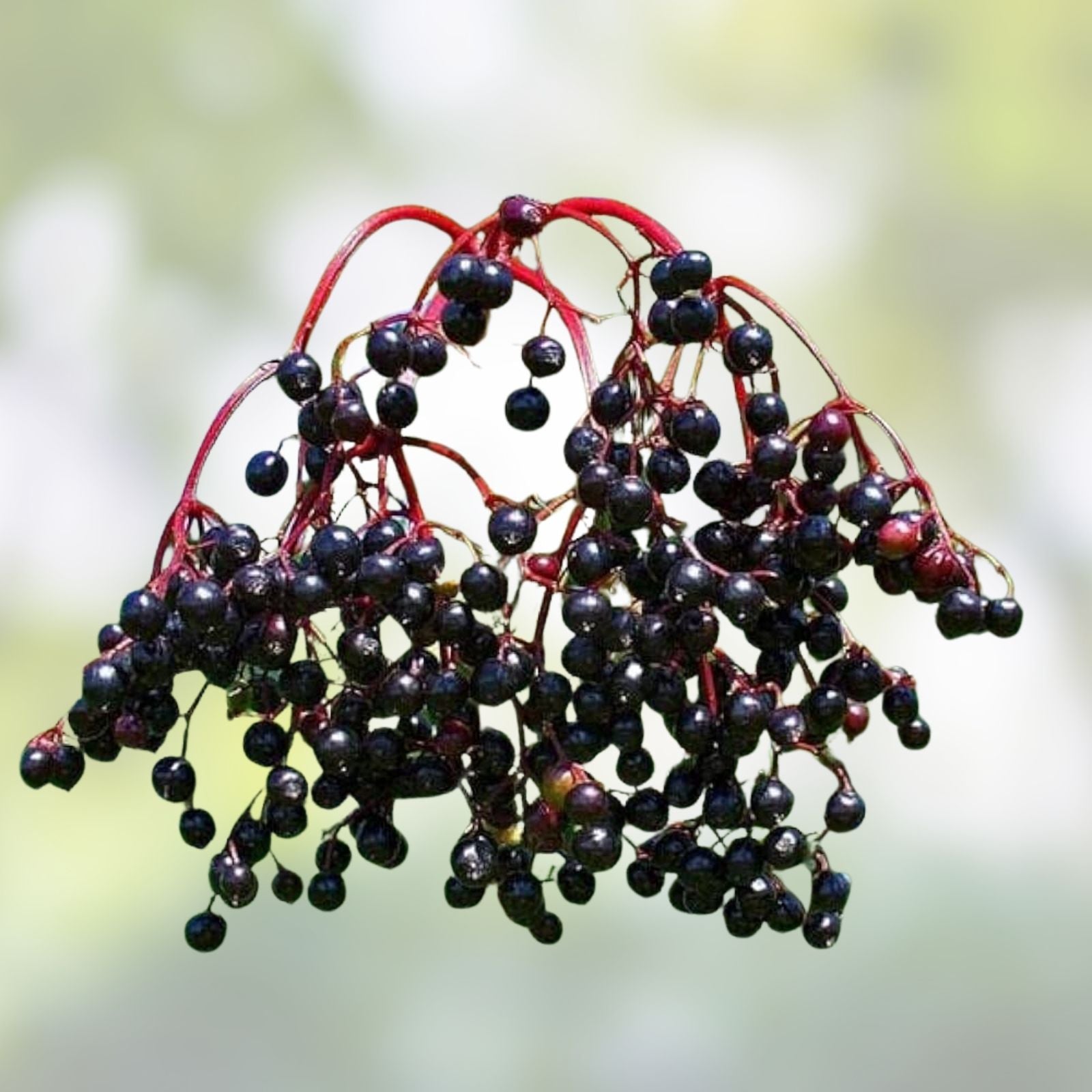 Elderberry Live Plant Set of 2 – Edible Sambucus Nigra Bare Root Fruit-Bearing Shrubs for Garden