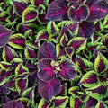 Coleus Seeds 500 Count Jazz Marble Colorful Foliage Live Plant Cutting for Gardening Landscaping Solenostemon scutellarioides