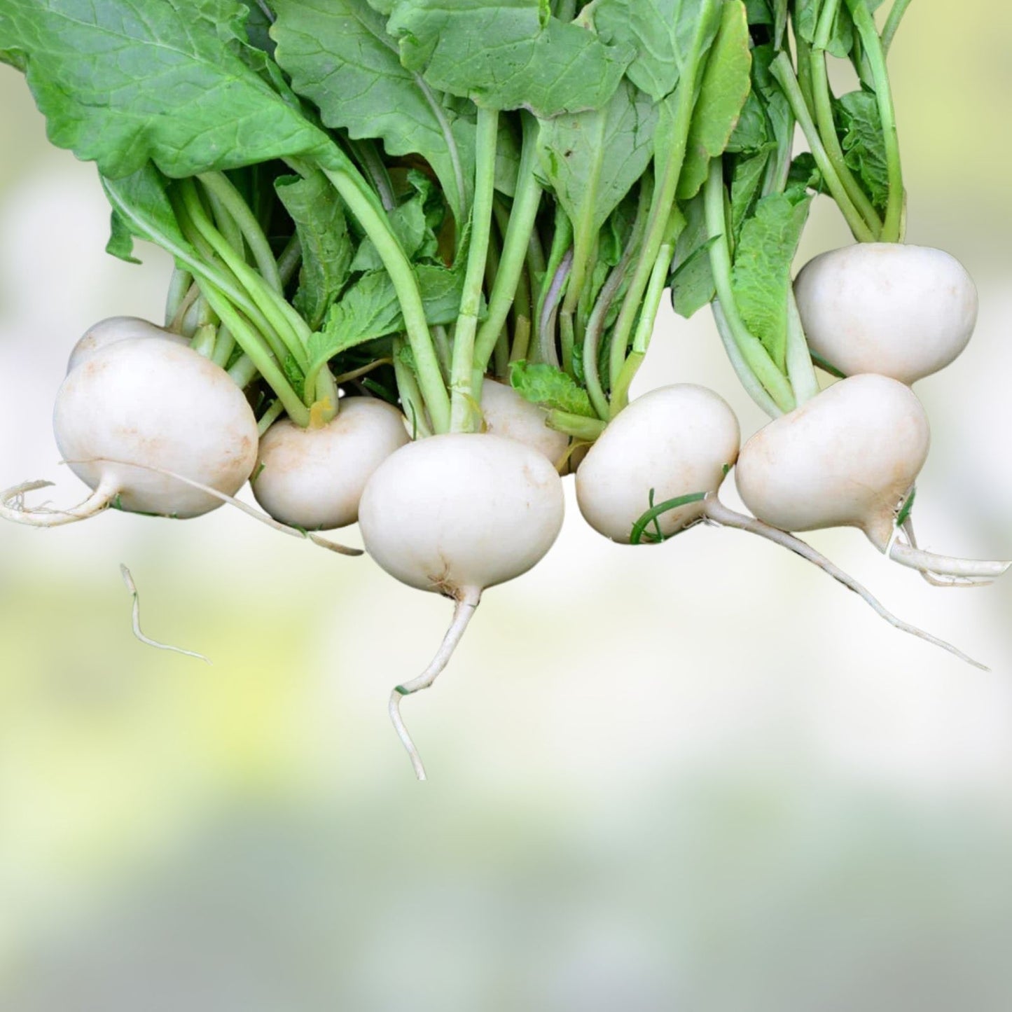 Hailstone White Radish Seeds 500 Count – Heirloom Non-GMO Fast Growing Raphanus sativus for Home Garden