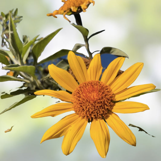 Organic Mexican Sunflower Tithonia Diversifolia Live Plant Starter Cuttings 5 Pack Garden Container