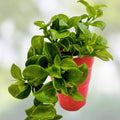 Aptenia Cuttings Red Apple Ice Plant Baby Sunrose Succulent Starter Plants 6 Pack + 1 Free