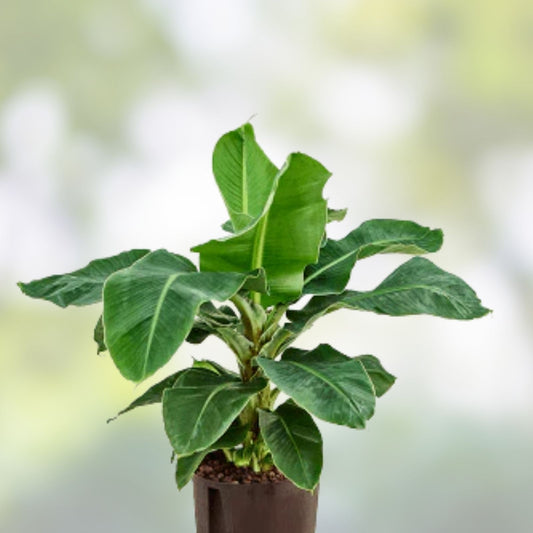 Little Prince Musa Banana Plant - Small Rooted Tropical Indoor Houseplant - Musa acuminata Starter Plant