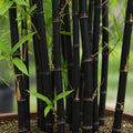 Black Bamboo Seeds 300+ Pack | Rare Jumbo Exotic Fast-Growing Phyllostachys nigra Seeds