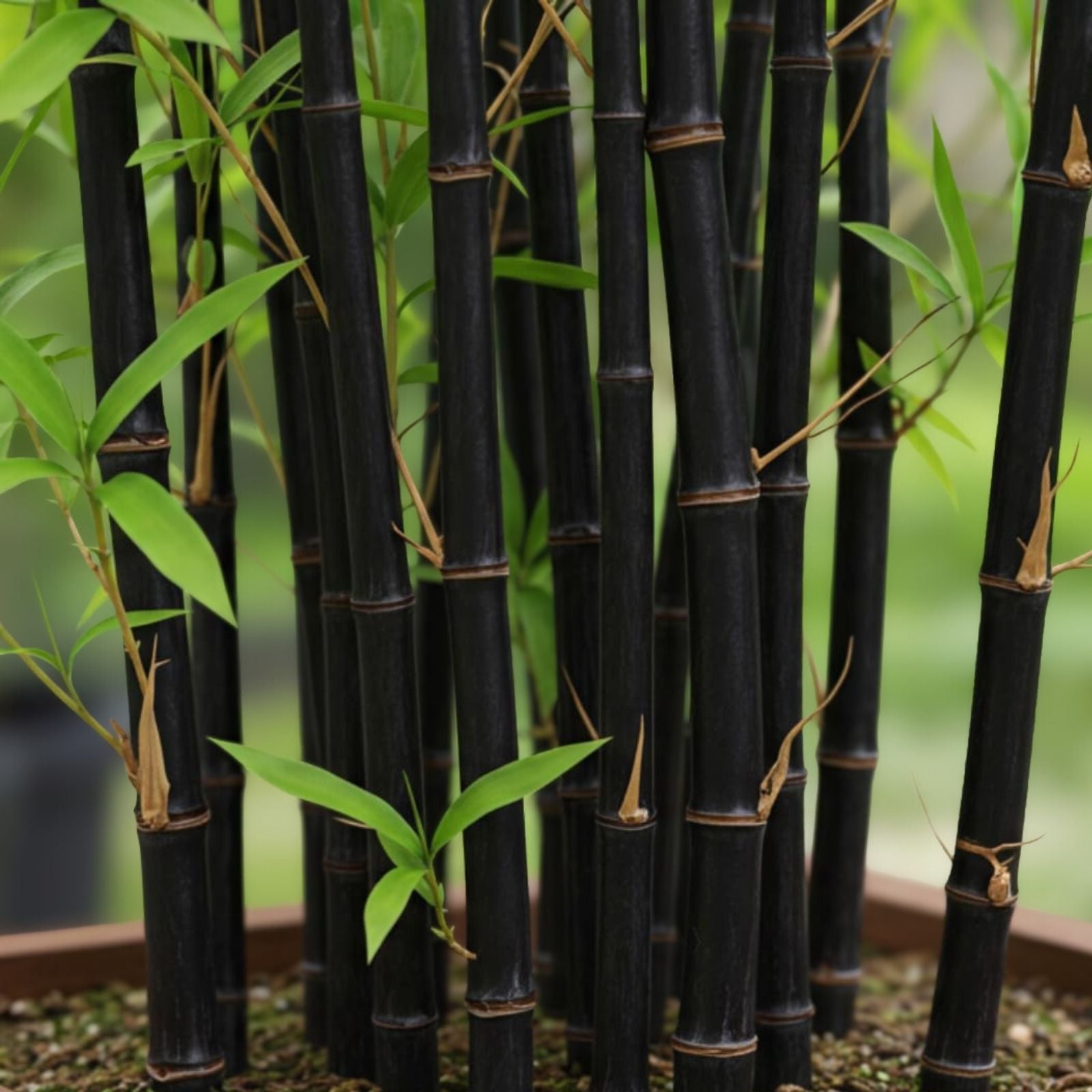 Black Bamboo Seeds 300+ Pack | Rare Jumbo Exotic Fast-Growing Phyllostachys nigra Seeds
