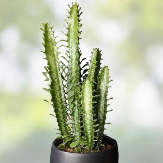 Jesus Plant Cutting, Euphorbia trigona, Indoor Houseplant, Live Propagation Starter, Succulent, Easy Care, Green Foliage