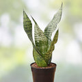 Sansevieria Snake Plant Starter Cuttings – Indoor Houseplant – 4 Varieties – Live Plant, Bare Root, Houseplant