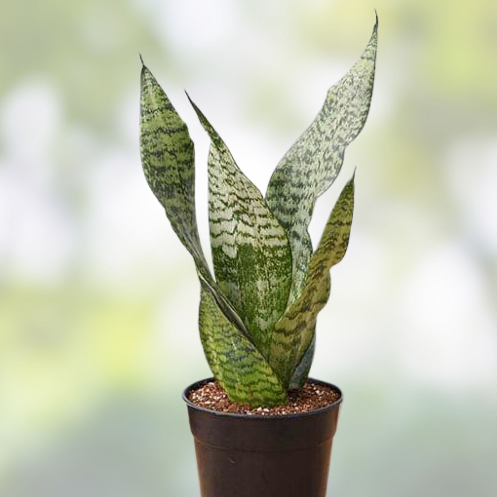 Sansevieria Snake Plant Starter Cuttings – Indoor Houseplant – 4 Varieties – Live Plant, Bare Root, Houseplant