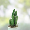 Cereus Peru Cactus Cutting - Succulent Plant for Indoor Decor - Exotic H21 - Cereus peruvianus - In Stock