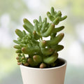 Rare Sedum pachyphyllum Succulent Plant 2-Inch Live Houseplant, Fully Rooted, Gift, Home Decor, Succulent Cutting