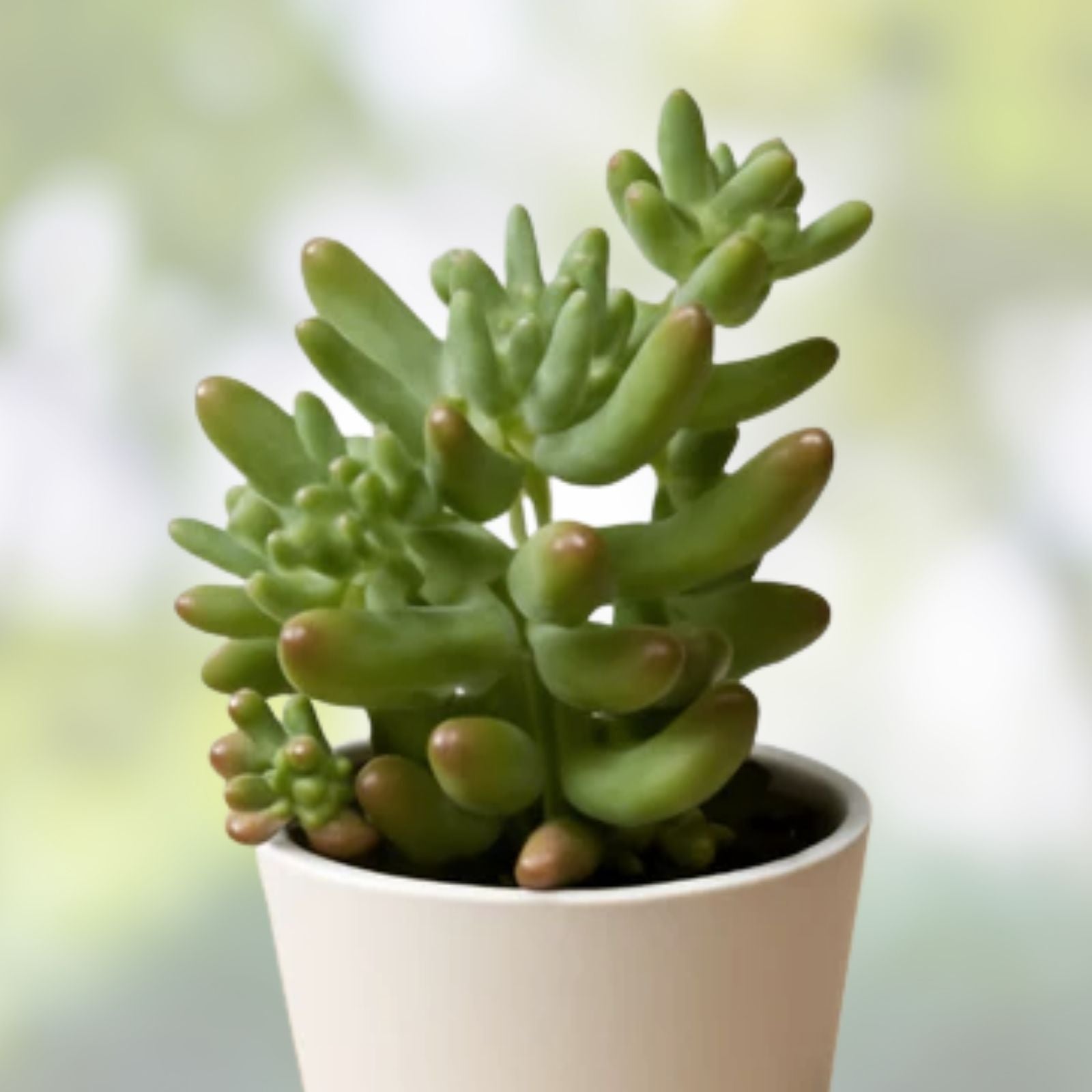 Rare Sedum pachyphyllum Succulent Plant 2-Inch Live Houseplant, Fully Rooted, Gift, Home Decor, Succulent Cutting