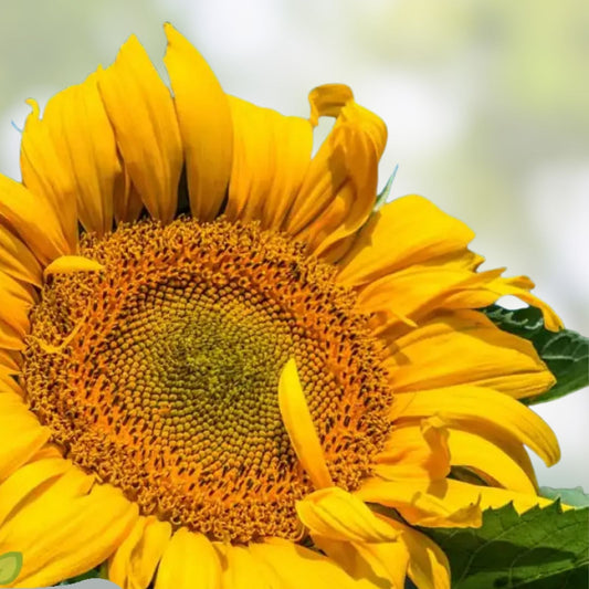 Mongolian Giant Sunflower Seeds 10 Pack | Helianthus annuus Tall Growing Flower Seeds from Iowa | Live Plant or Seed Starter