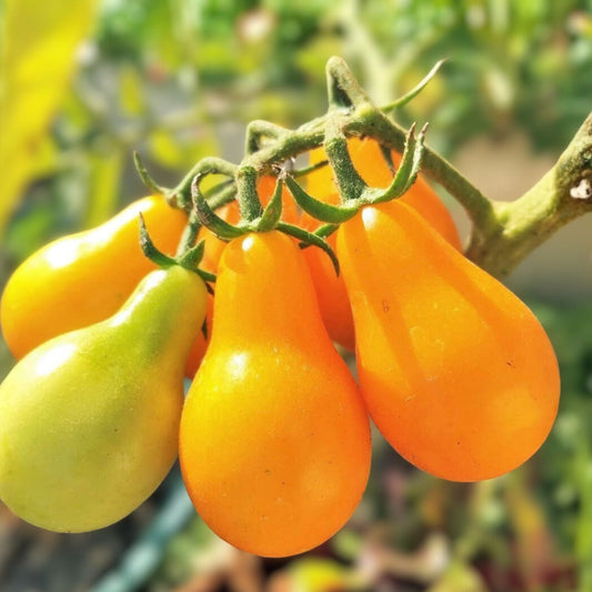 Yellow Pear Tomato Seeds Heirloom Non-GMO 100+ Starter Plants Garden Vegetable Cutting