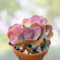 Lavender Kalanchoe Cuttings 4-6” Unrooted Succulent Propagation Kalanchoe luciae Houseplant