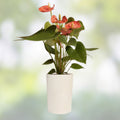 Anthurium Plant - Morona Variety - Live Indoor Houseplant - Tropical Flowering Plant - Anthurium andraeanum