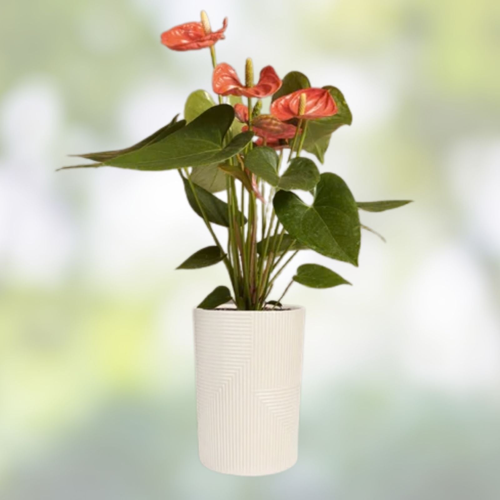 Anthurium Plant - Morona Variety - Live Indoor Houseplant - Tropical Flowering Plant - Anthurium andraeanum